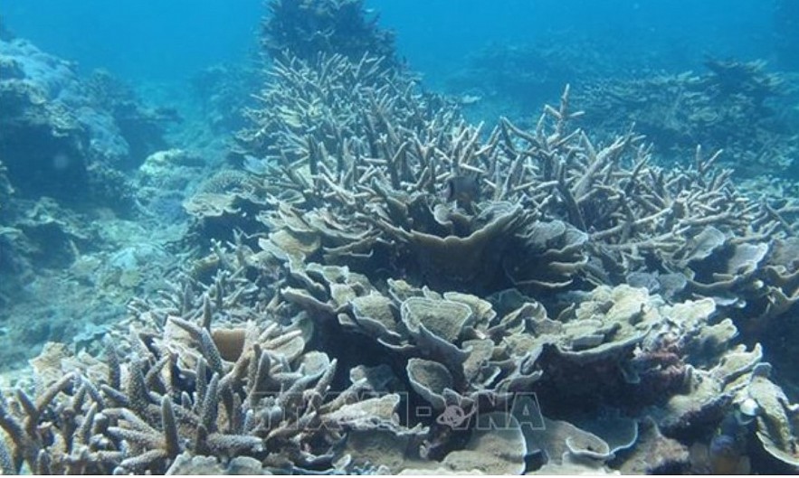 Coral reef in Vietnam (Photo: VNA) Coral reef in Vietnam (Photo: VNA)