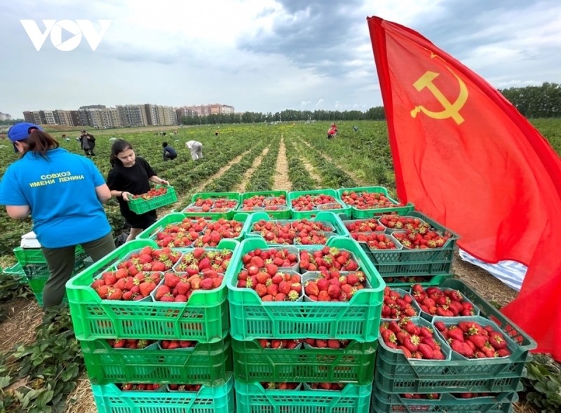 Vietnamese Embassy Join Strawberry Picking Event on Communist Saturday in Russia