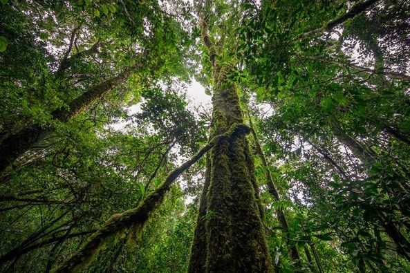 First Agreement On Emission Reduction Successfully Implemented in Vietnam