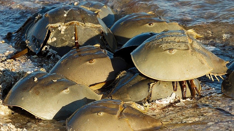 Horseshoe Crab - A Must-Try Delicacy of Ha Long Horseshoe Crab - A Must-Try Delicacy of Ha Long