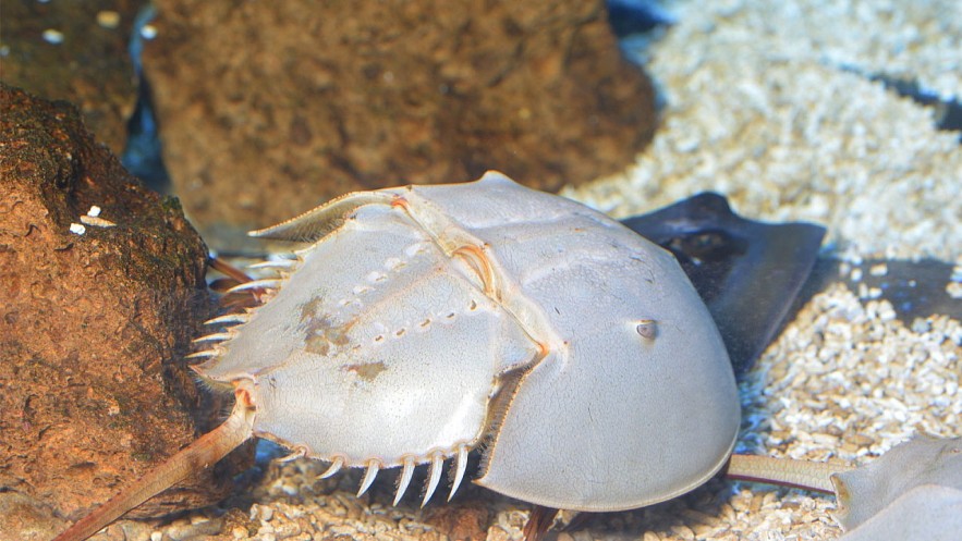 Horseshoe Crab - A Must-Try Delicacy of Ha Long Horseshoe Crab - A Must-Try Delicacy of Ha Long