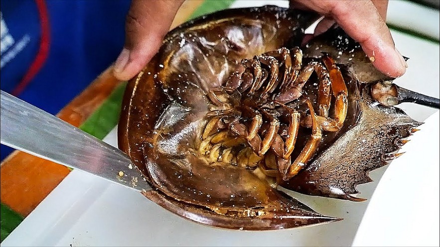 Horseshoe Crab - A Must-Try Delicacy of Ha Long Horseshoe Crab - A Must-Try Delicacy of Ha Long