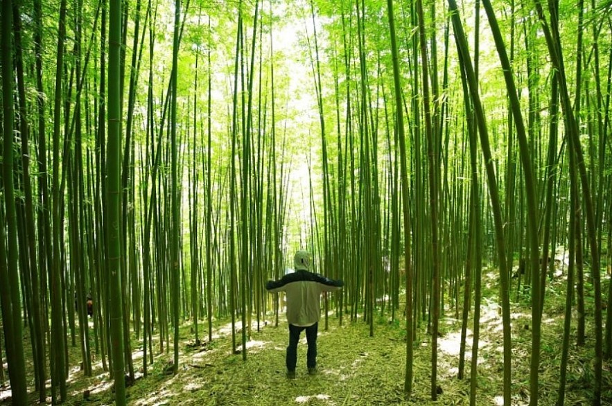Enjoy Breathtaking Scenery In Vietnam's Bamboo Forest Enjoy Breathtaking Scenery In Vietnam's Bamboo Forest