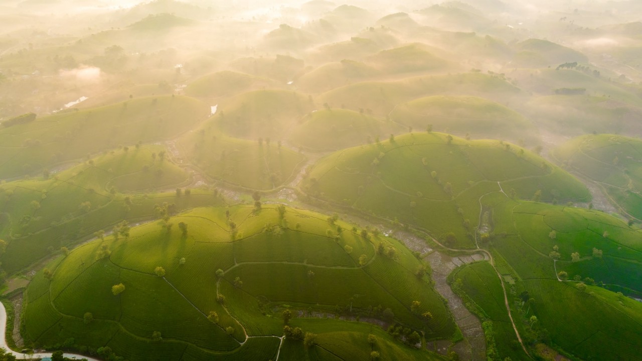 The fresh tea hill under the sunlight. Photo: Nguyen Anh Chiem The fresh tea hill under the sunlight. Photo: Nguyen Anh Chiem