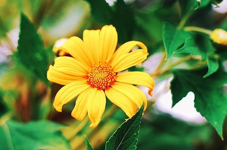 The Natural Beauty of Da Lat Wild Sunflowers The Natural Beauty of Da Lat Wild's Sunflowers