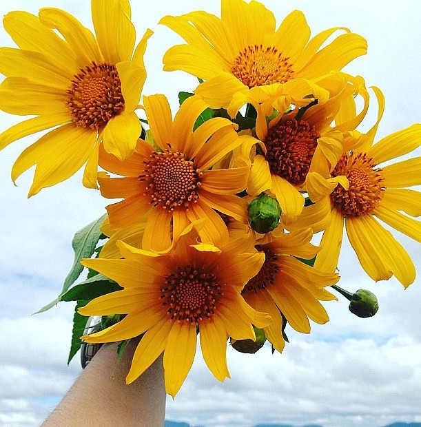 The Natural Beauty of Da Lat Wild Sunflowers The Natural Beauty of Da Lat Wild's Sunflowers