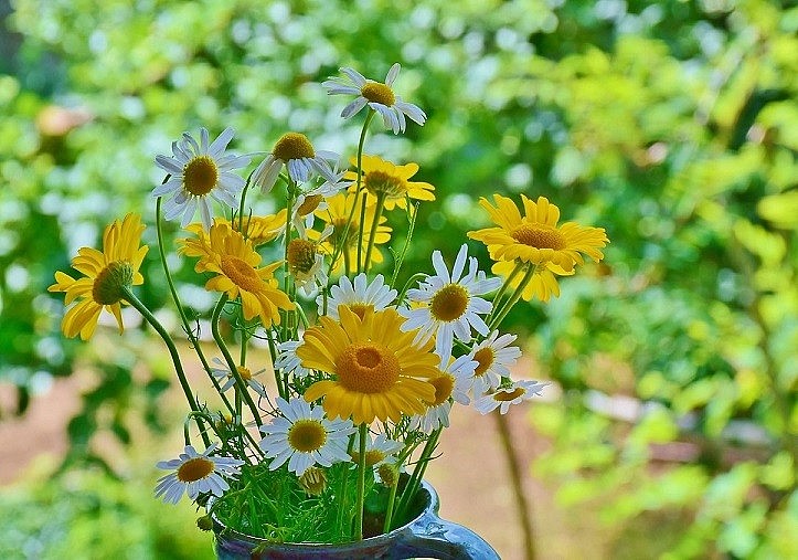 The Natural Beauty of Da Lat Wild Sunflowers The Natural Beauty of Da Lat Wild's Sunflowers
