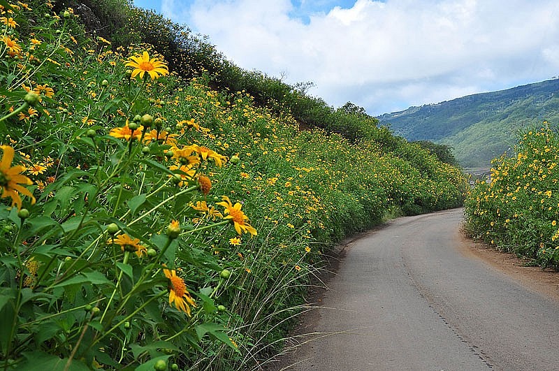 The Natural Beauty of Da Lat Wild Sunflowers The Natural Beauty of Da Lat Wild's Sunflowers