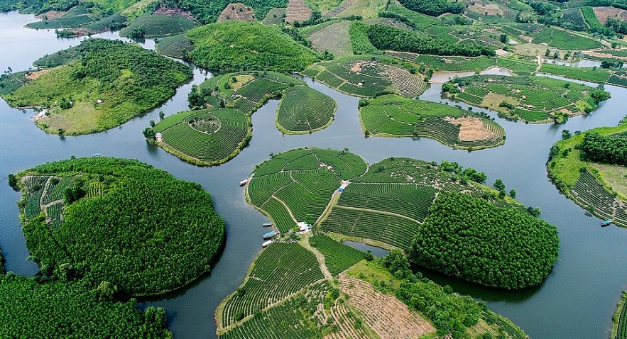The Unique Beauty of Tea Oases in Nghe An The Unique Beauty of Tea Paradises in Nghe An