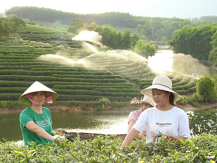 The Unique Beauty of Tea Oases in Nghe An The Unique Beauty of Tea Paradises in Nghe An