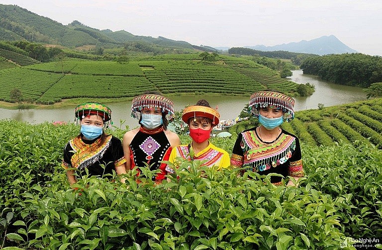 The Unique Beauty of Tea Oases in Nghe An The Unique Beauty of Tea Paradises in Nghe An