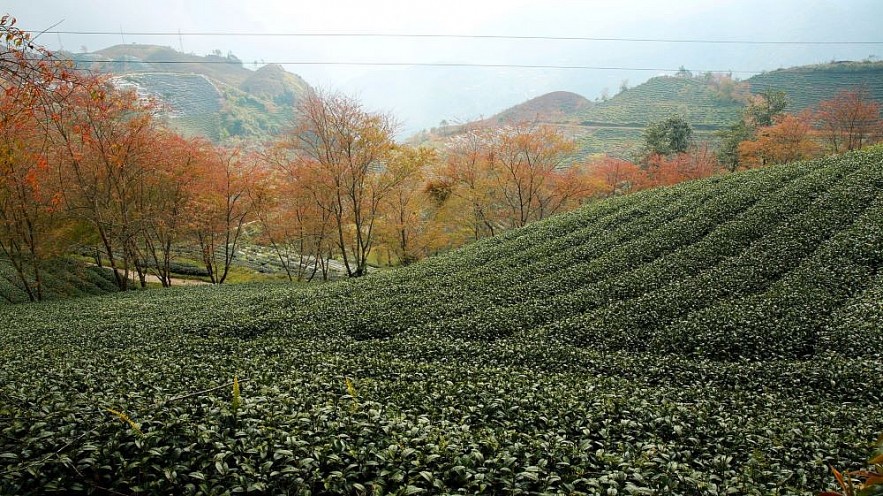 O Long Tea Hill in the Winter - A Picturesque Beauty in Sapa O Long Tea Hill in the Winter - A Picturesque Beauty in Sapa
