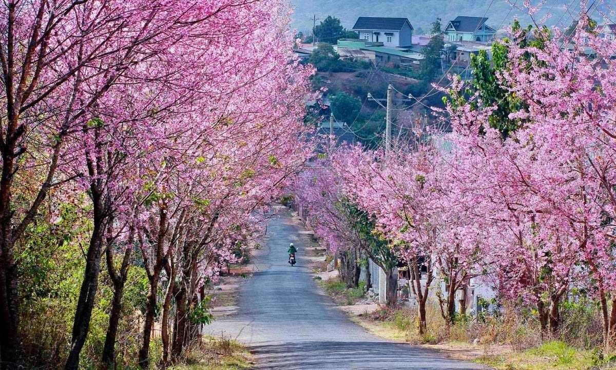Pink cherry blossoms glow at a street corner in Da Lat. Photo by Bill Balo Pink cherry blossoms glow at a street corner in Da Lat. Photo by Bill Balo