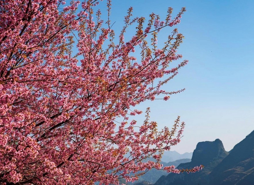 Cherry Blossoms in Ha Giang: A One of A Kind Natural Wonder Cherry Blossoms in Ha Giang: A One of A Kind Natural Wonder