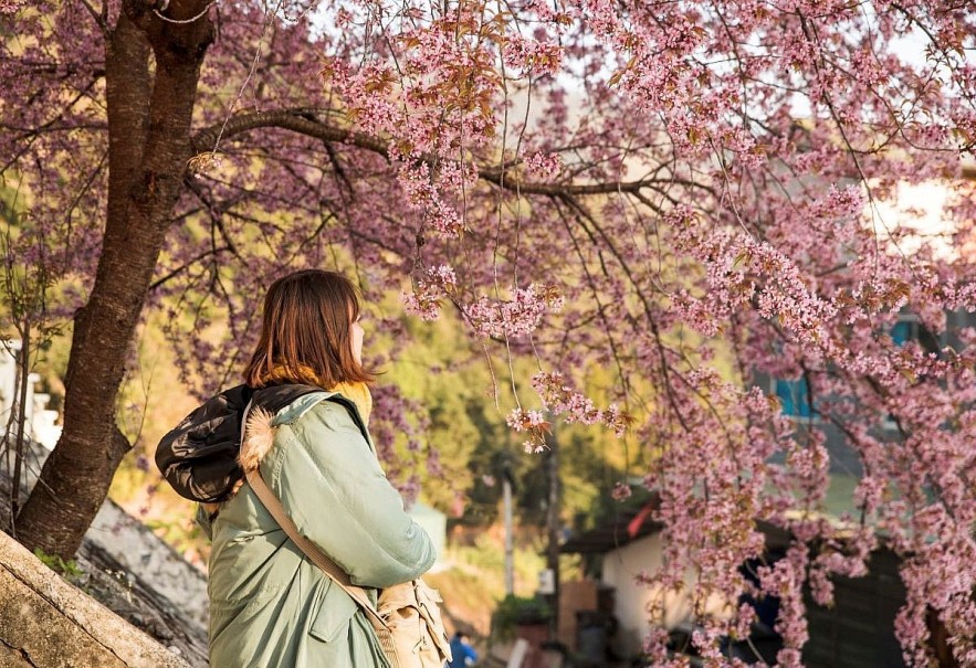 Cherry Blossoms in Ha Giang: A One of A Kind Natural Wonder Cherry Blossoms in Ha Giang: A One of A Kind Natural Wonder