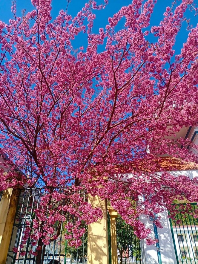 Cherry Blossoms in Ha Giang: A One of A Kind Natural Wonder Cherry Blossoms in Ha Giang: A One of A Kind Natural Wonder