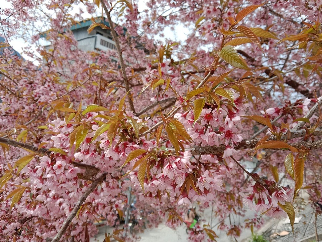 Peach blossoms are grown by ethnic minority people in Ha Giang. Source: Nguyen Tien Phong Peach blossoms are grown by ethnic minority people in Ha Giang. Source: Nguyen Tien Phong