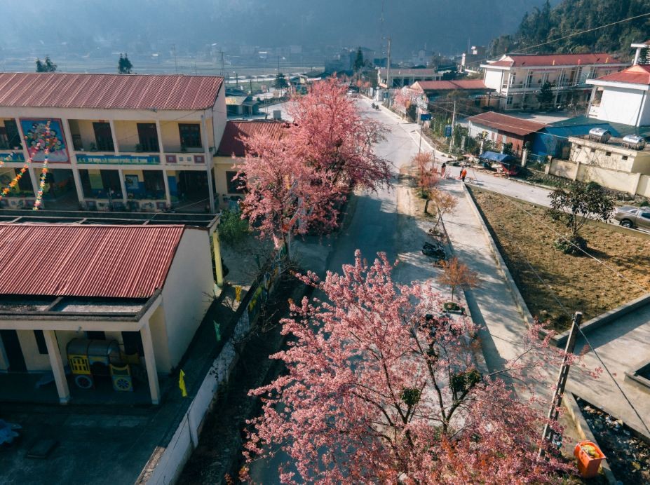 This year, spring comes early, so Ha Giang cherry blossoms also bloom earlier than last year, especially in communes of Dong Van district. From mid-January, flowers have begun to bloom. Source: Bui Ngoc Cong This year, spring comes early, so Ha Giang cherry blossoms also bloom earlier than last year, especially in communes of Dong Van district. From mid-January, flowers have begun to bloom. Source: Bui Ngoc Cong