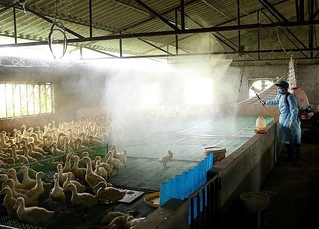 Veterinary staff disinfects a poultry farm in Phú Vinh Village, Phú Nghĩa Commune, Chương Mỹ District in Hà Nội. VNA/VNS Photo Vũ Sinh Veterinary staff disinfects a poultry farm in Phú Vinh Village, Phú Nghĩa Commune, Chương Mỹ District in Hà Nội. VNA/VNS Photo Vũ Sinh