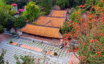 Red Silk-Cotton Flowers in Full Bloom at Hanoi's Thousand-Year-Old Pagoda