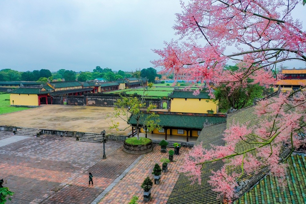 Stunning Firmiana Simplex Flower Bloom in Hue Imperial Citadel Stunning Firmiana Simplex Flower Bloom in Hue Imperial Citadel