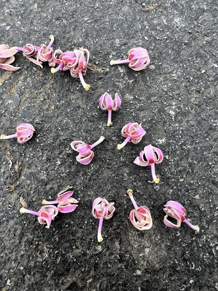 Stunning Firmiana Simplex Flower Bloom in Hue Imperial Citadel Stunning Firmiana Simplex Flower Bloom in Hue Imperial Citadel