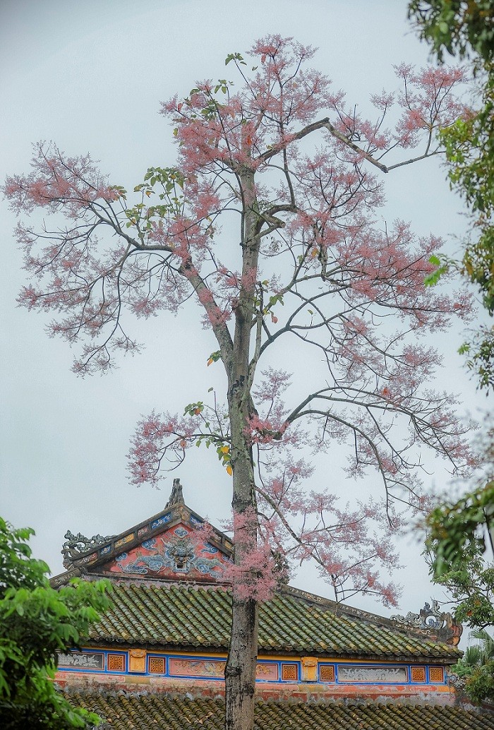 Stunning Firmiana Simplex Flower Bloom in Hue Imperial Citadel Stunning Firmiana Simplex Flower Bloom in Hue Imperial Citadel