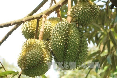 Ri6 durian, a specialty from the Mekong Delta of Vietnam, is now available in the UK market for the first time. Photo: VNA Ri6 durian, a specialty from the Mekong Delta of Vietnam, is now available in the UK market for the first time. Photo: VNA