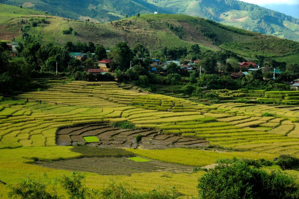 The golden rice season in the field of Long Tum village. Photo: Huy Dang The golden rice season in the field of Long Tum village. Photo: Huy Dang