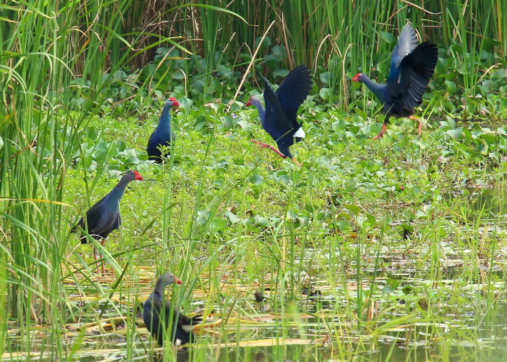Grey-headed swamphen. Photo: Vu Bich Cuong Grey-headed swamphen. Photo: Vu Bich Cuong