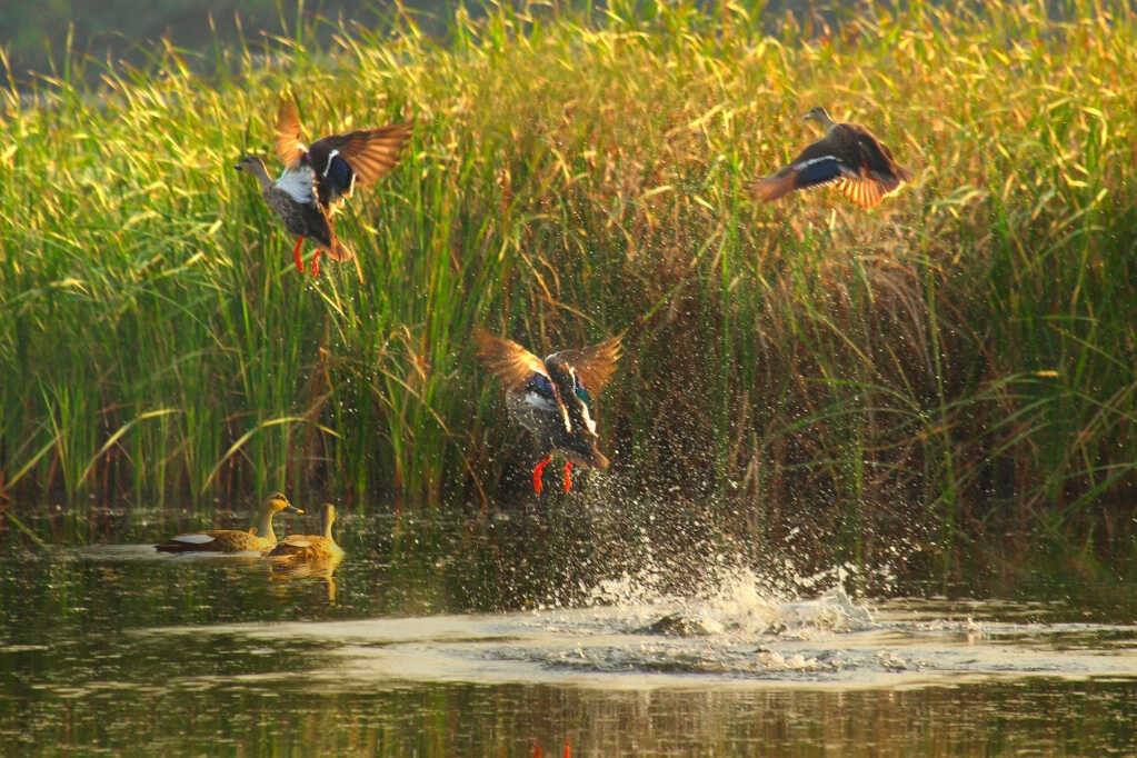 Indian spot-billed duck. Photo: Vu Bich Cuong Indian spot-billed duck. Photo: Vu Bich Cuong