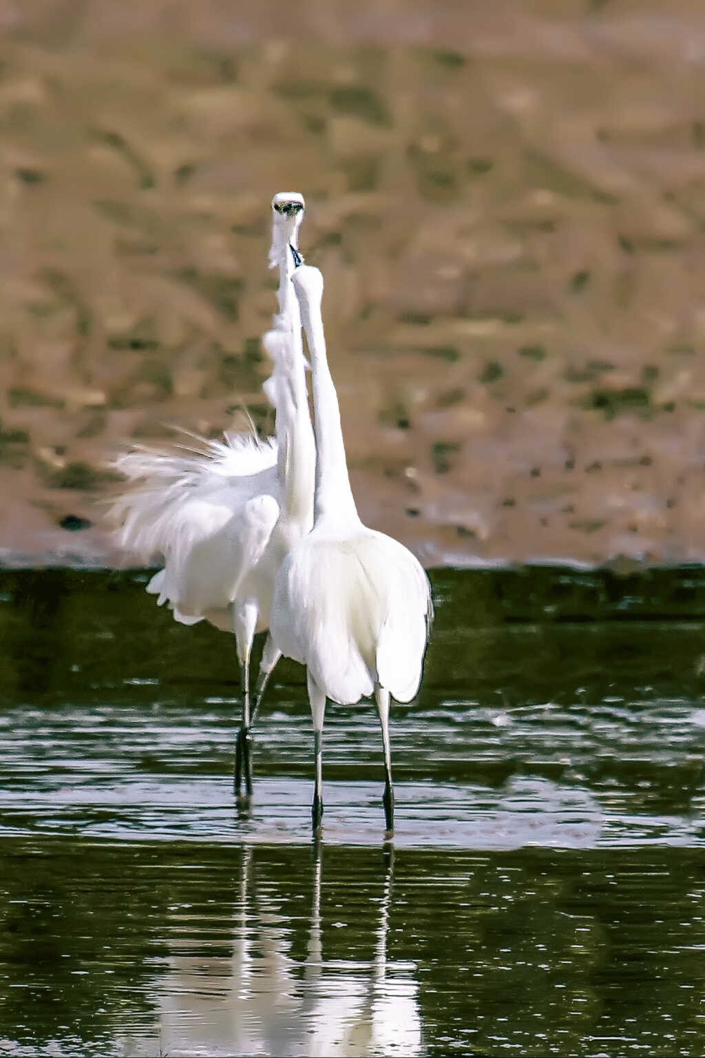 A pair of herons. Photo: Vu Bich Cuong A pair of herons. Photo: Vu Bich Cuong