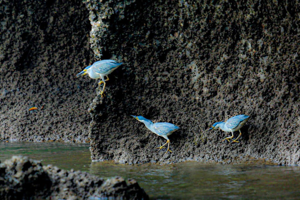Ha Long Striated heron. Photo: Vu Bich Cuong Ha Long Striated heron. Photo: Vu Bich Cuong