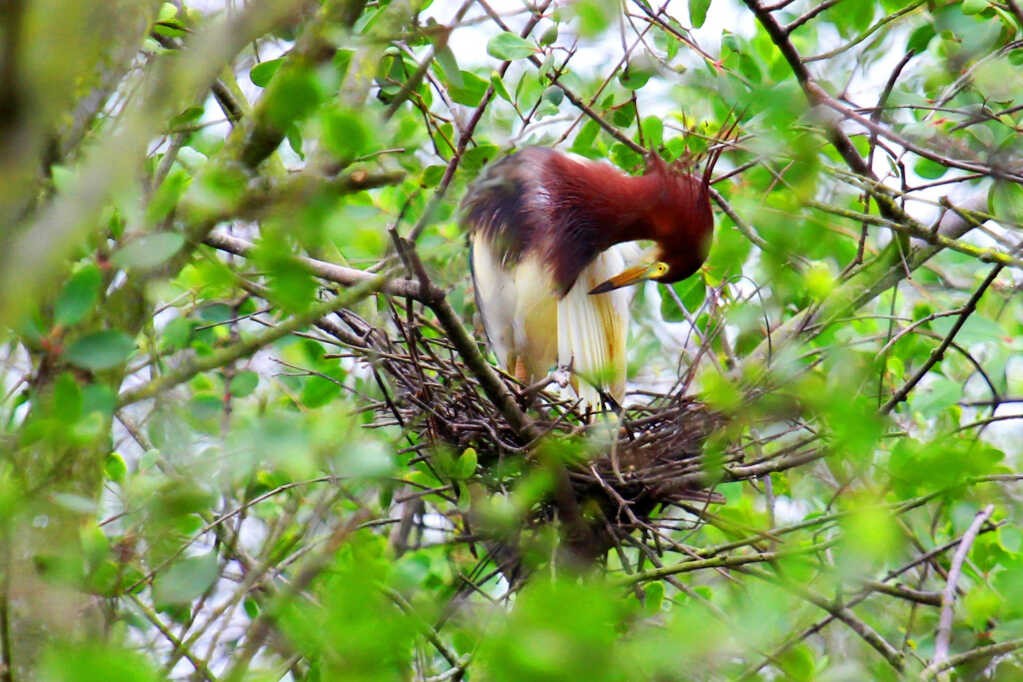 Chinese pond heron. Photo: Vu Bich Cuong Chinese pond heron. Photo: Vu Bich Cuong