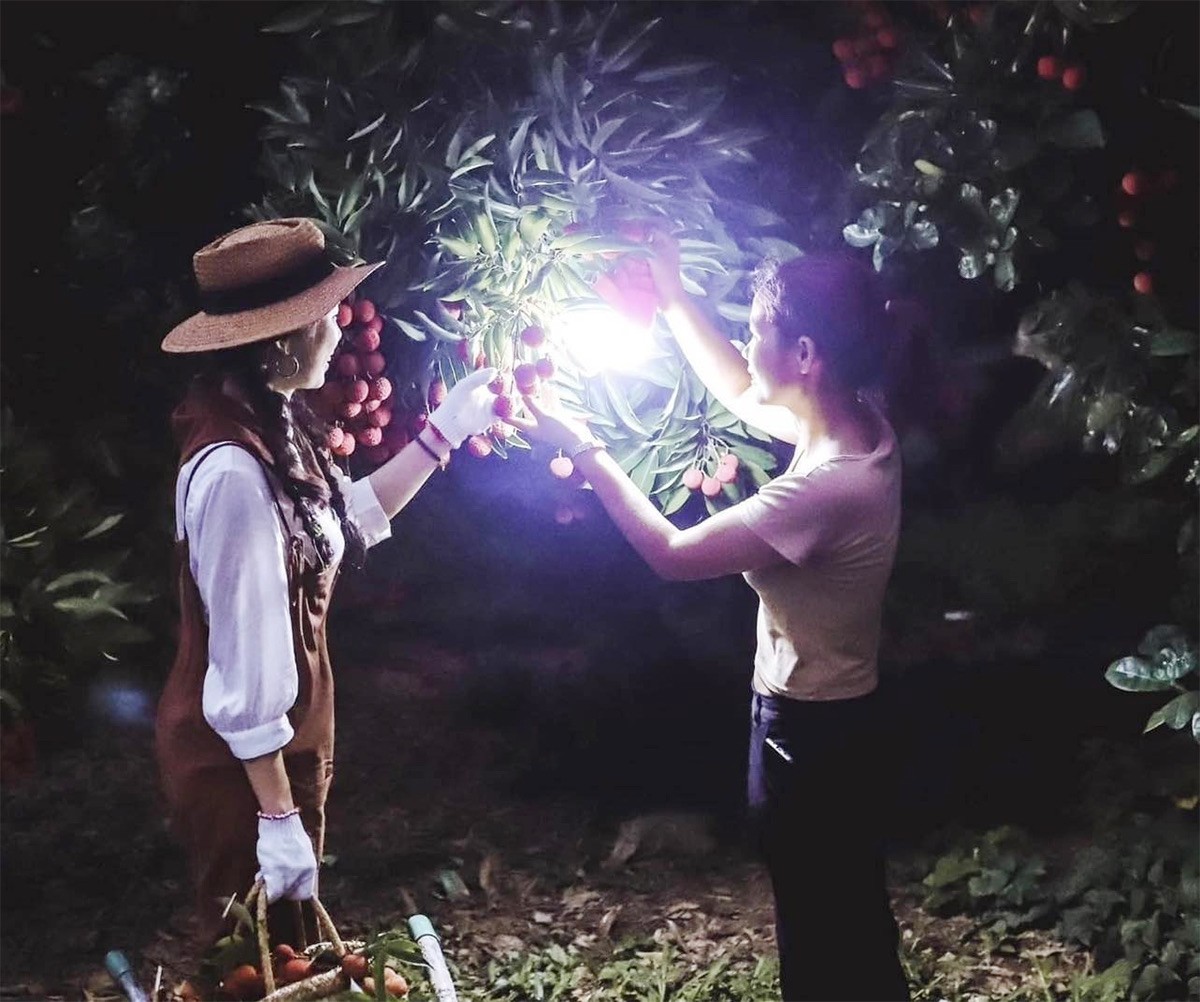 Exciting Night Trip to Lychees Picking in Bac Giang Exciting Night Trip to Lychees Picking in Bac Giang