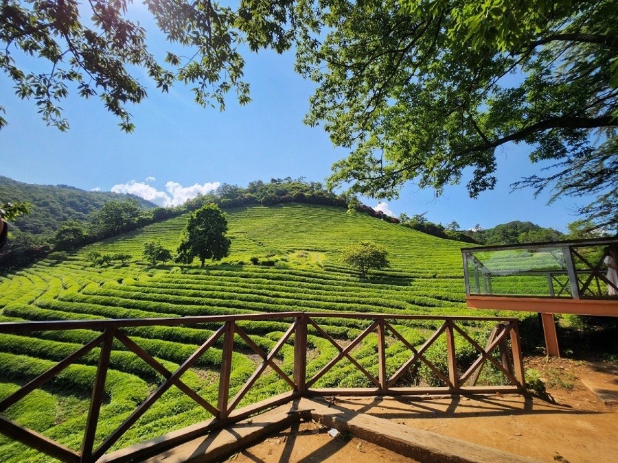 Jeollanam province in the Republic of Korea possesses majestic nature along with various aspects of unique cultural heritages, meaning the area holds a distinct attraction to tourists. Photo: Nguyen Oanh Jeollanam province in the Republic of Korea possesses majestic nature along with various aspects of unique cultural heritages, meaning the area holds a distinct attraction to tourists. Photo: Nguyen Oanh