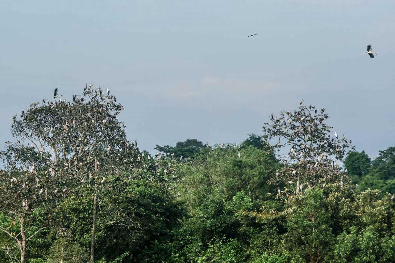 Get Back to Nature: Visit ASEAN Heritage Garden in Tay Ninh Province Get Back to Nature: Visit ASEAN Heritage Garden in Tay Ninh Province