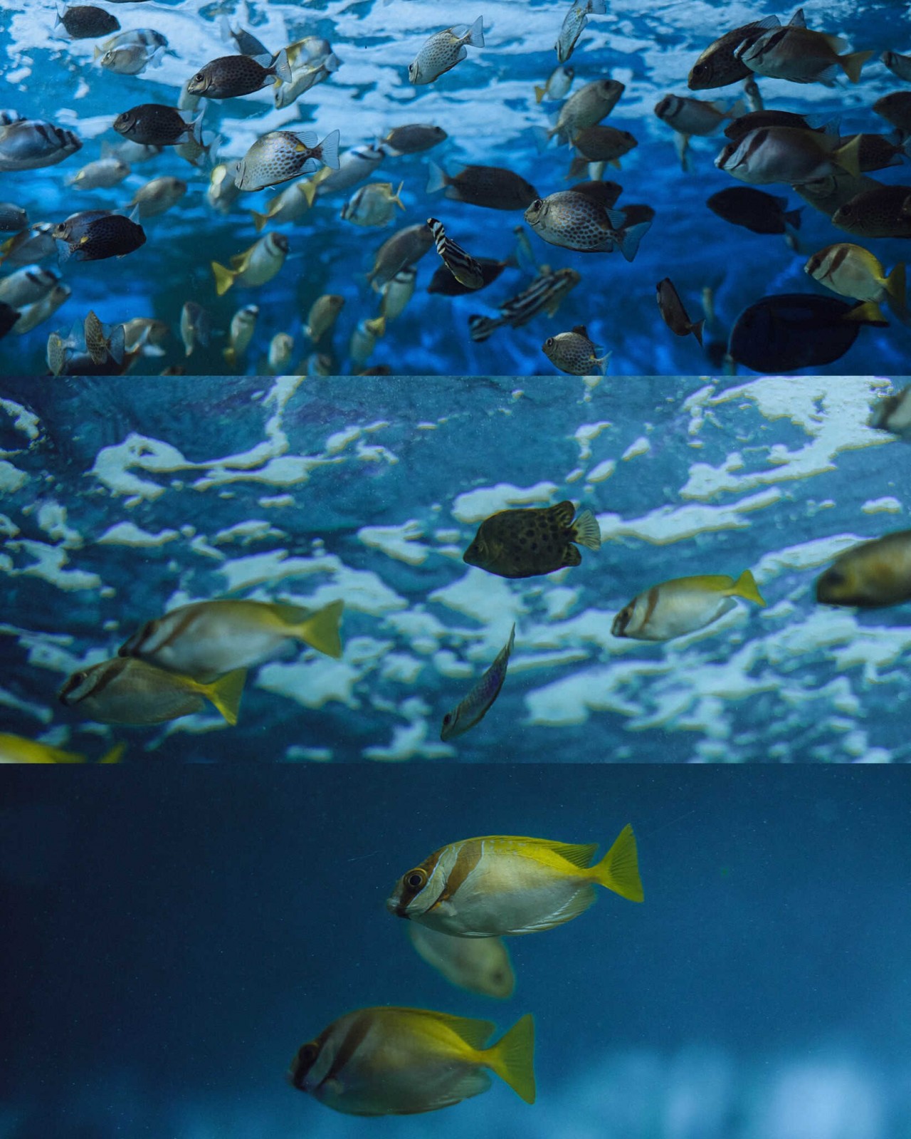 Visit The 100-Year-Old Oceanography Museum In Nha Trang Visit The 100-Year-Old Oceanography Museum In Nha Trang