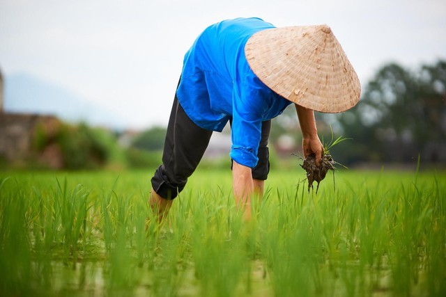 Rice Farming in Vietnam Needs Investment from Private Sectors Rice Farming in Vietnam Needs Investment from Private Sectors