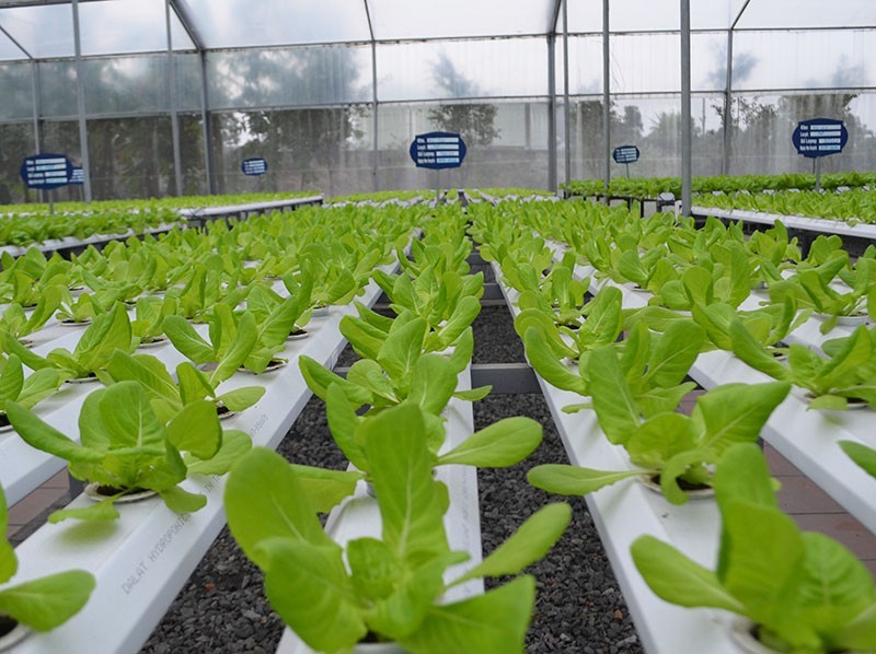 The Application of Israeli Crop Watering Technology in Vietnam Vietnam Implements Israeli Plant Watering Technology