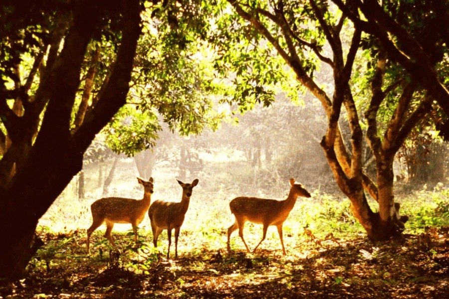 Moc Chau, Cuc Phuong National Park Honored At World’s Travel Awards 2023 Moc Chau, Cuc Phuong National Park Honored At World’s Travel Awards 2023