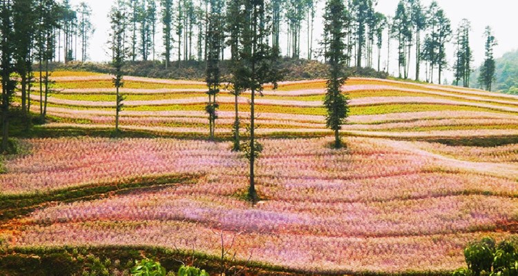 Explore The Wild Beauty Of Si Ma Cai In Lao Cai Explore The Wild Beauty Of Si Ma Cai In Lao Cai