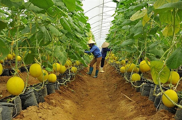 Vietnam And Japan Cooperate Toward Green Growth Vietnam, Japan Cooperate Toward Green Growth