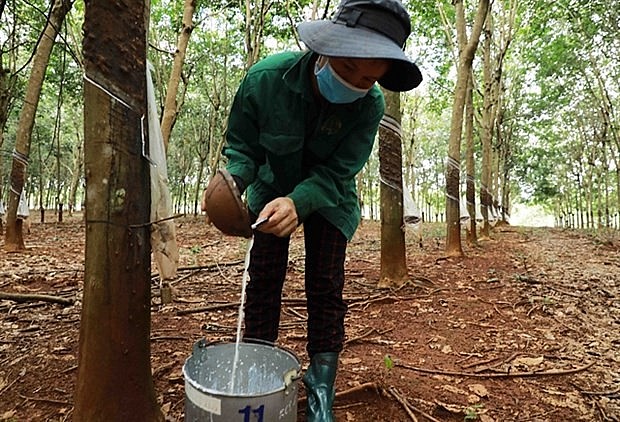 A worker collects latex at a rubber plantation in Binh Phuoc province. (Photo: VNA) A worker collects latex at a rubber plantation in Binh Phuoc province. (Photo: VNA)