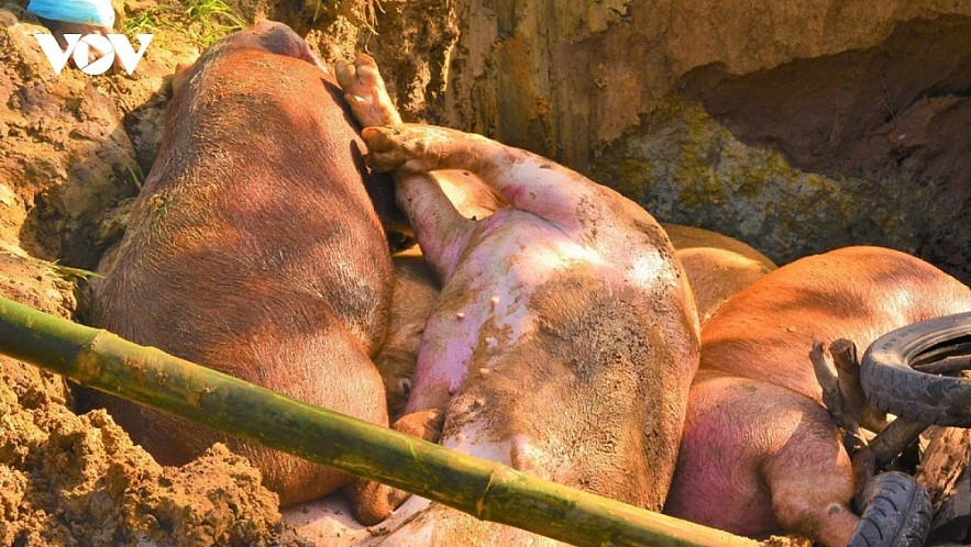 Culling pigs infected with the African swine fever virus in a Vietnamese locality. Culling pigs infected with the African swine fever virus in a Vietnamese locality.