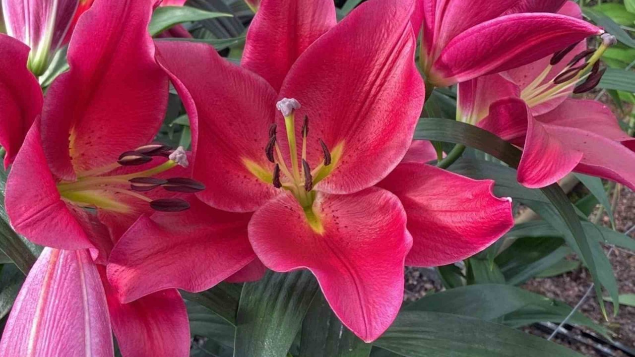 New Lily Variety Unveiled to Mark 50 Years of Vietnam-Netherlands Relations New Lily Variety Unveiled to Mark 50 Years of Vietnam-Netherlands Relations