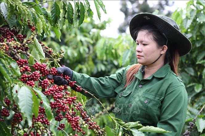 Algeria - A Potential Market for Vietnamese Coffee Algeria - A Potential Market for Vietnamese Coffee