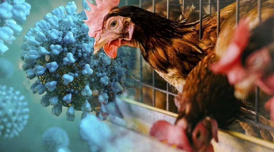 Vietnam raises concerns about the spread of the human avian flu risk after Cambodia outbreak (Photo: promegaconnections) Vietnam raises concerns about the spread of the human avian flu risk after Cambodia outbreak (Photo: promegaconnections)