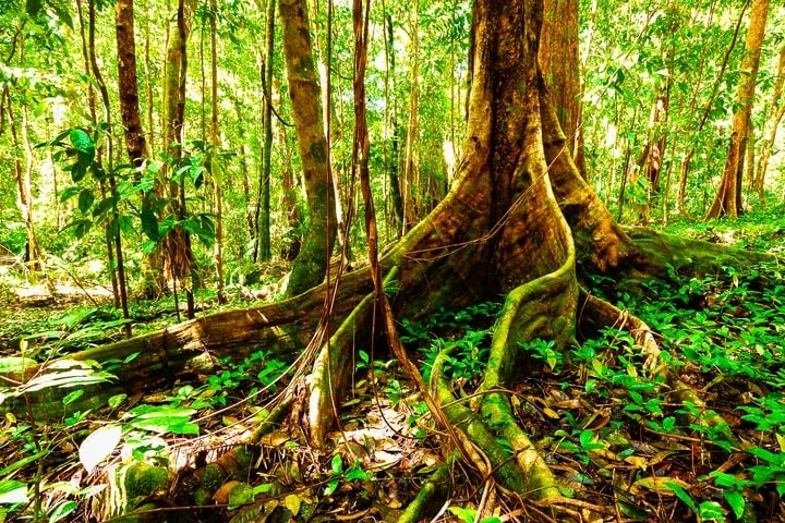 NTT Group Partners With ClimateForce to Create World's First Smart Rainforest NTT Group Partners With ClimateForce to Create World's First Smart Rainforest