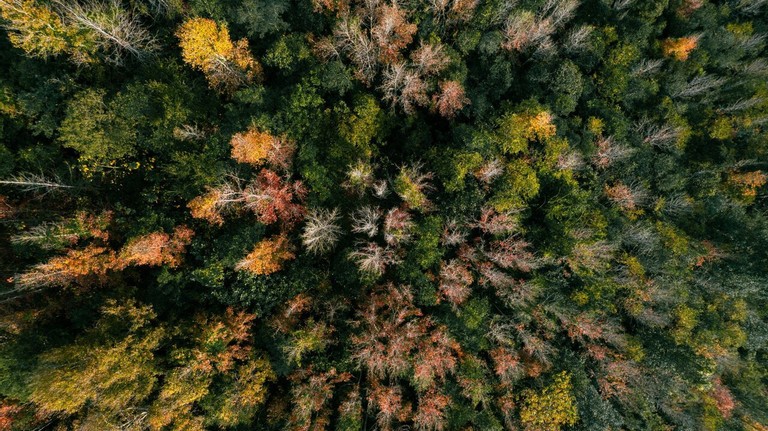 Explore The Majestic Red Forest In Quang Tri Explore The Majestic Red-Leaf Forest In Quang Tri